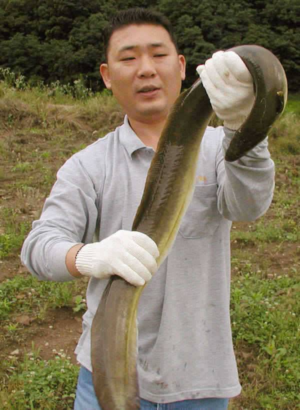 충주호 오름수위에 곳곳에서 대물장어 소식이 전해오고 있습니다 (조황조행기 - 특파원조황)