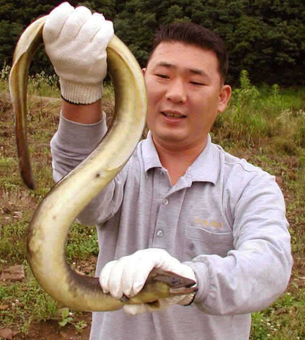 충주호 오름수위에 곳곳에서 대물장어 소식이 전해오고 있습니다 (조황조행기 - 특파원조황)