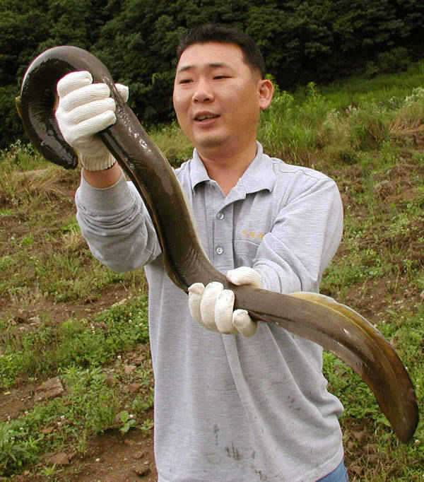 충주호 오름수위에 곳곳에서 대물장어 소식이 전해오고 있습니다 (조황조행기 - 특파원조황)