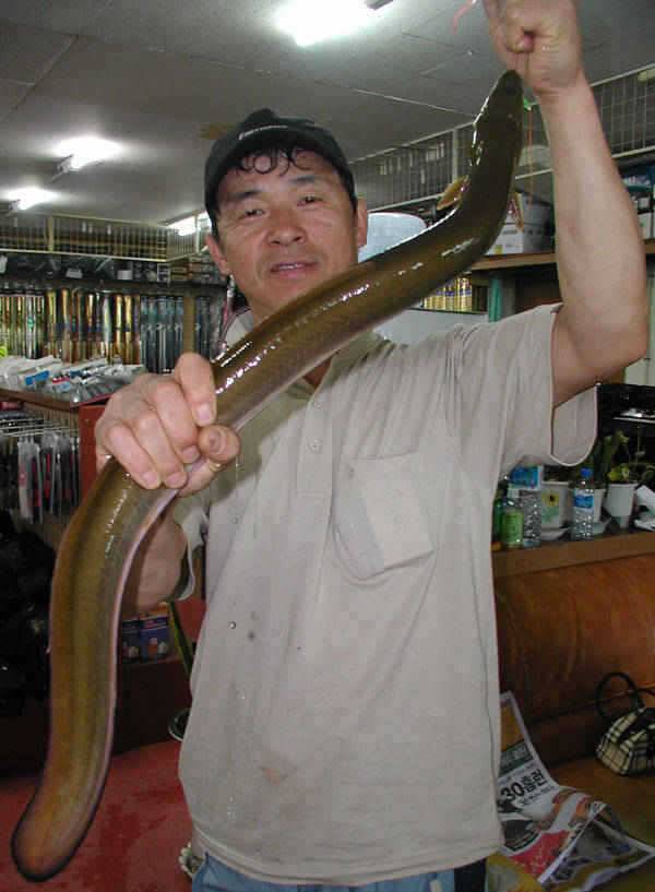 충주호 우중에 올린 1kg의 대물장어 (조황조행기 - 특파원조황)