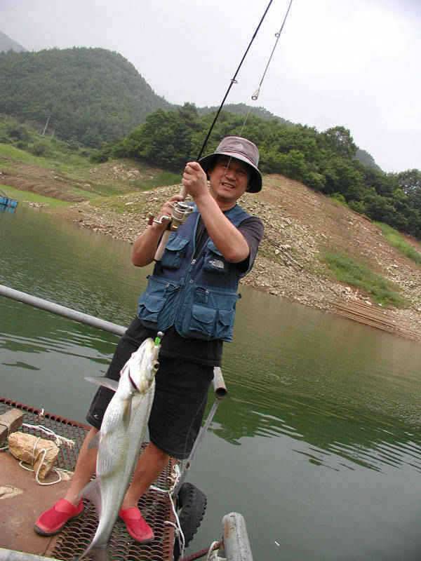 충주호 대낚에 올라온 90cm 잉어의 모습과 붕어조황 소식 (조황조행기 - 특파원조황)