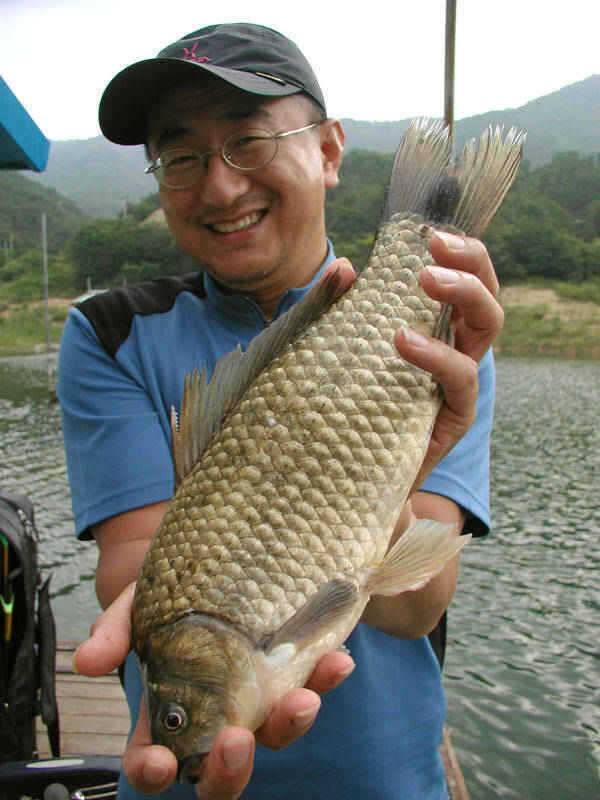 충주호 하류권에서도 대물 붕어 소식이 (조황조행기 - 특파원조황)