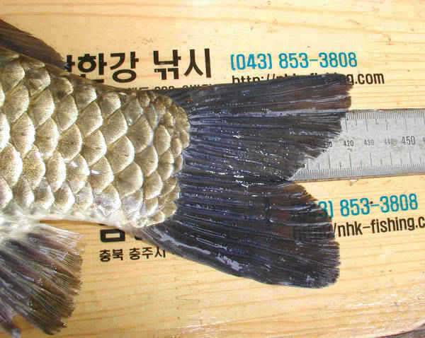 충주호 42cm 38cm 쌍둥이 대물붕어 장어 치어방류 행사 (조황조행기 - 특파원조황)
