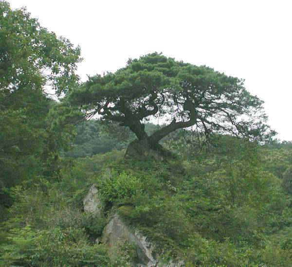 충주호 36cm 42cm붕어 모습과 주말조황 소식입니다 (조황조행기 - 특파원조황)