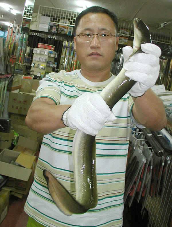 충주호 41cm대물붕어 다시 꿈틀대는 장어소식입니다 (조황조행기 - 특파원조황)