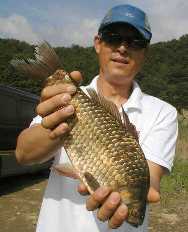 충주호 38cm대물붕어 모습과 장어조황 소식입니다 (조황조행기 - 특파원조황)