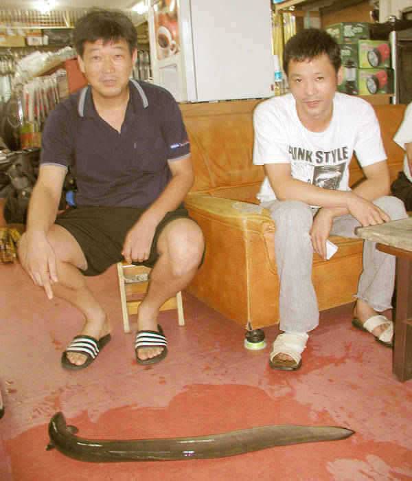 충주호 오랫만에 대물장어의 소식을 전합니다 (조황조행기 - 특파원조황)