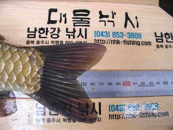 충주호 마릿수는 부진 대물붕어와 1kg급 장어모습입니다 (조황조행기 - 특파원조황)