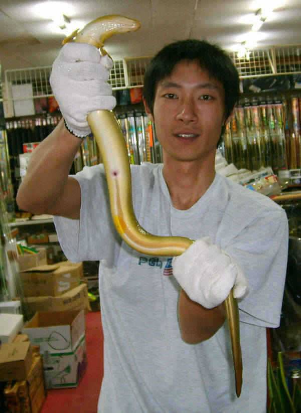 충주호 칠전팔기만에 대물장어를 만나다 (조황조행기 - 특파원조황)