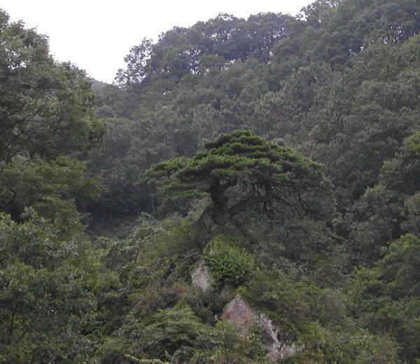 충주호 명서낚시터 조황소식 및 쏘가리 모습입니다 (조황조행기 - 특파원조황)