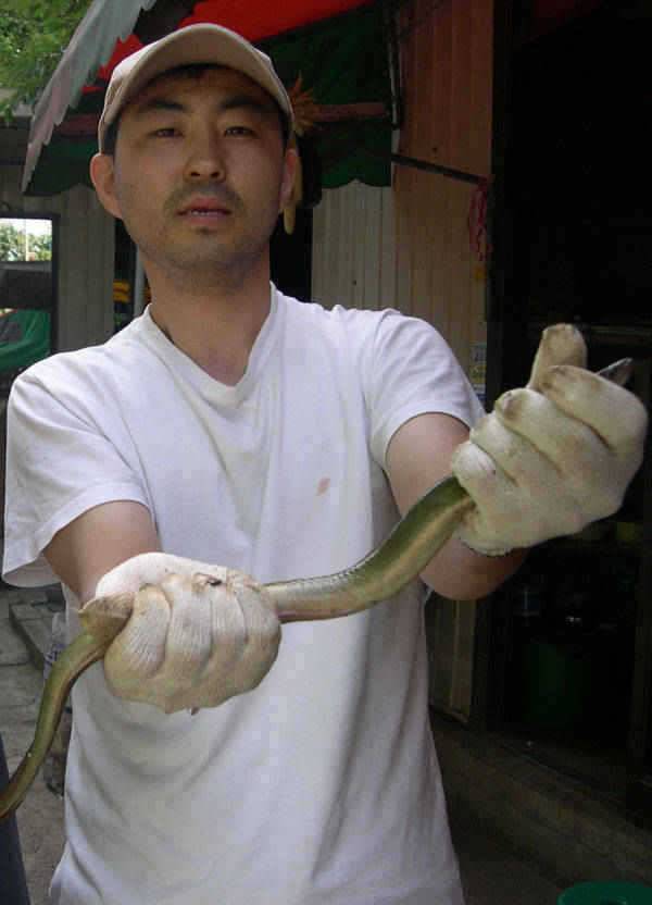 충주호 17일 꽃바위낚시터 장어조황 소식입니다 (조황조행기 - 특파원조황)