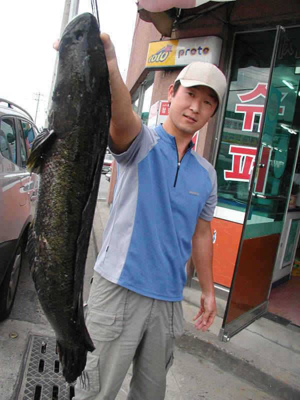 충주호 15kg의 대물장어 및 90cm의 가물치 모습입니다 (조황조행기 - 특파원조황)