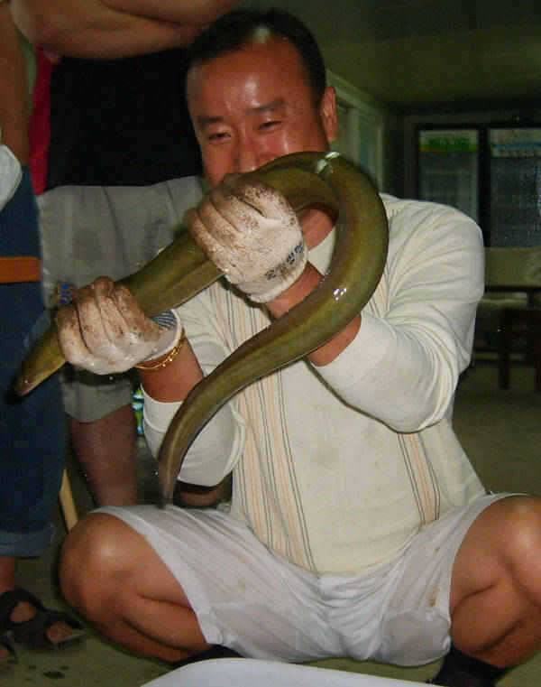 충주호 월척붕어 소식에 15kg의 대물장어 소식입니다 (조황조행기 - 특파원조황)