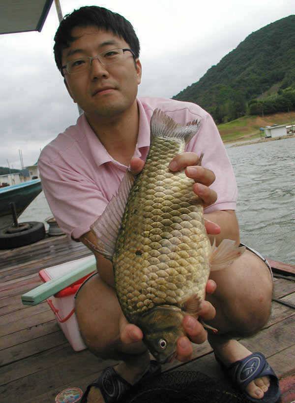 충주호 4자 대물붕어에 마릿수 붕어에 대물장어까지 (조황조행기 - 특파원조황)