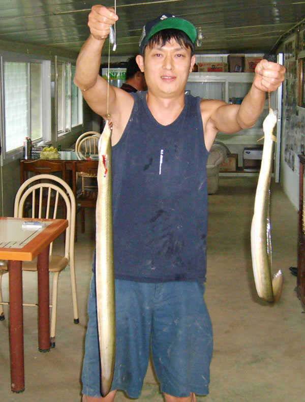 충주호 목벌낚시터 대물장어 월척붕어 소식입니다 (조황조행기 - 특파원조황)