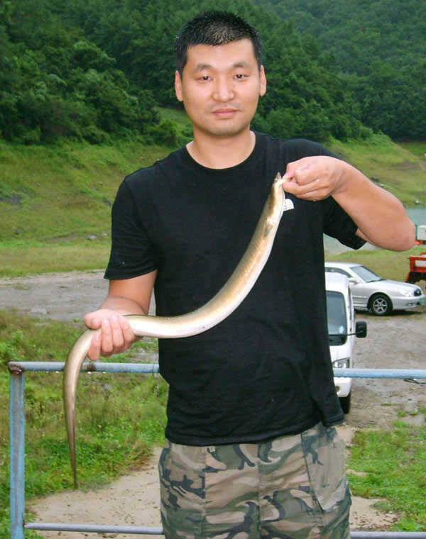 충주호 오름수위 현재의 상황 참고하세요 대물장어의 모습 (조황조행기 - 특파원조황)