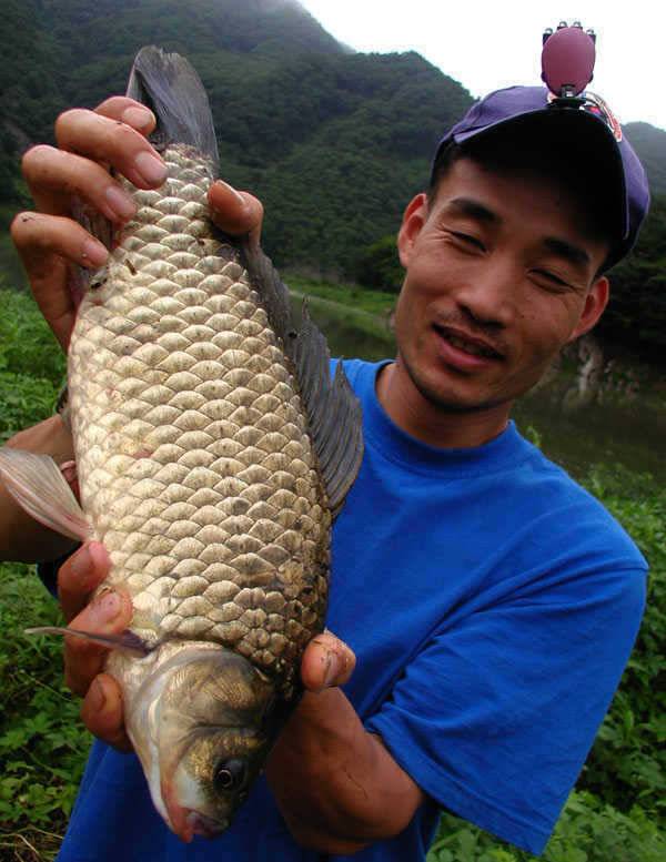 충주호 노지에서는 38cm 대물붕어 좌대에는 4자 등 폭팔조황 (조황조행기 - 특파원조황)