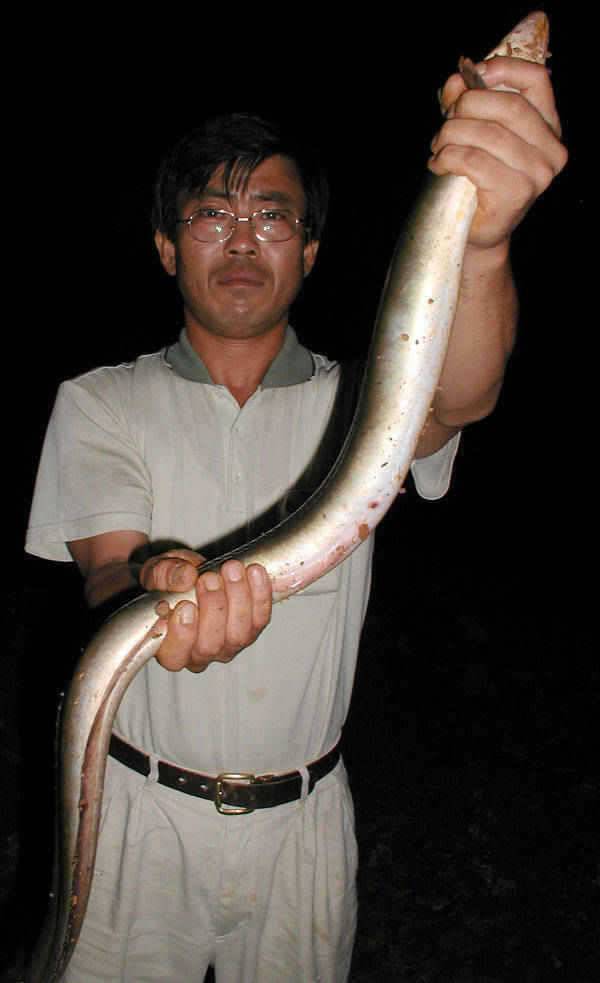 충주호 대물 대물장어의 향연 (조황조행기 - 특파원조황)
