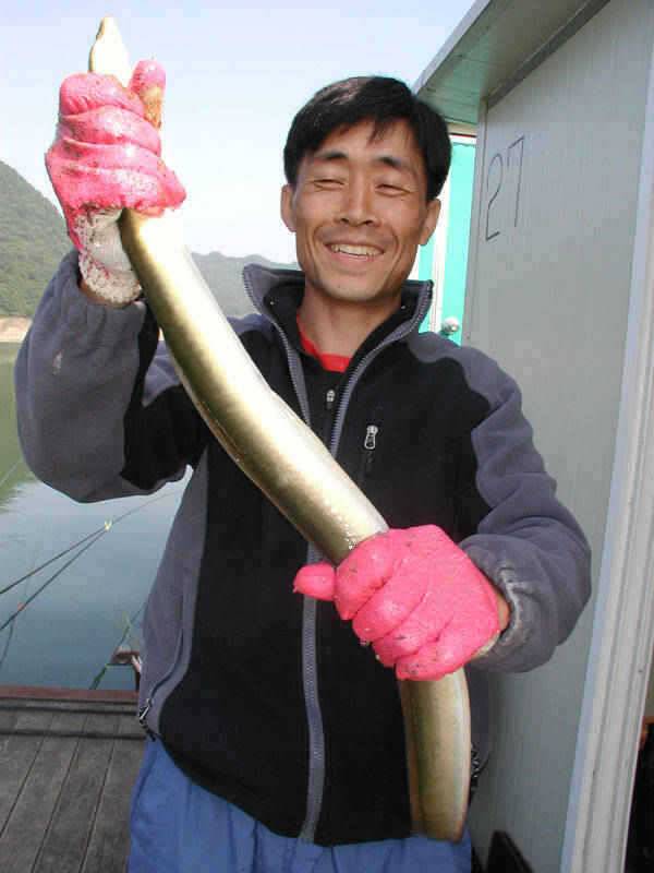 충주호 장어낚시 소식입니다 (조황조행기 - 특파원조황)