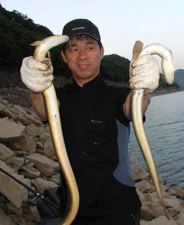 충주호 초보조사님이 1kg의 장어를 낚다장어낚시 입질파악 (조황조행기 - 특파원조황)