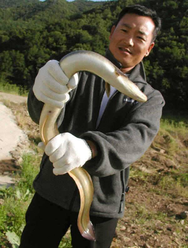 충주호 1kg의 장어소식과 붕어소식입니다 (조황조행기 - 특파원조황)