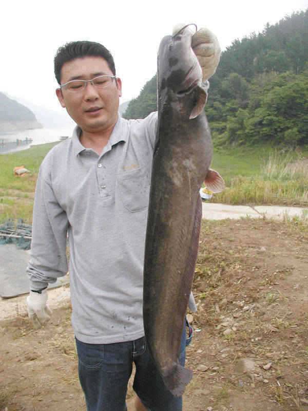 충주호 70cm급 토종메기와 장어낚시 소식입니다 (조황조행기 - 특파원조황)