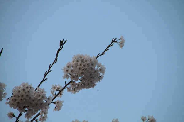 경산권에도 대물들의 용트림이438 외 (조황조행기 - 특파원조황)