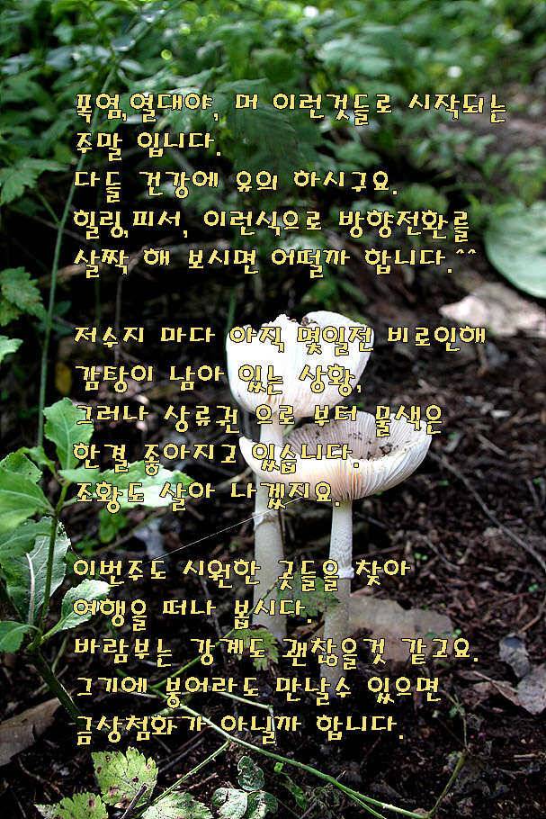 휴가와 피서한여름 낚시의 시작 (조황조행기 - 특파원조황)