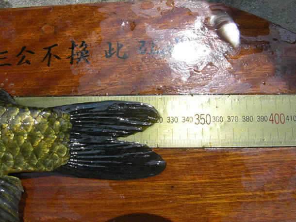 청도천 345cm 월척외 2수 (조황조행기 - 특파원조황)
