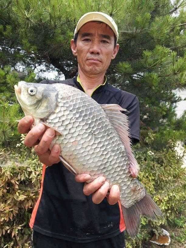 천수만부남호 6월24일 44cm와 대물행진 조황 (조황조행기 - 특파원조황)