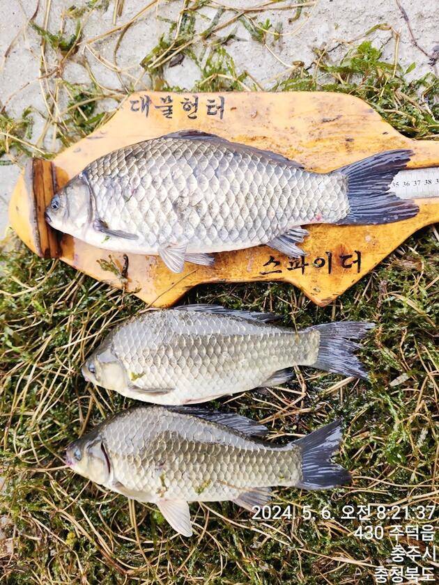 목벌 4 짜화곡지 4 짜 조황 (조황조행기 - 특파원조황)