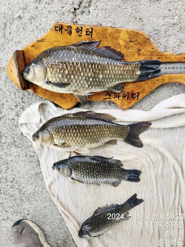 목벌 4 짜화곡지 4 짜 조황 (조황조행기 - 특파원조황)