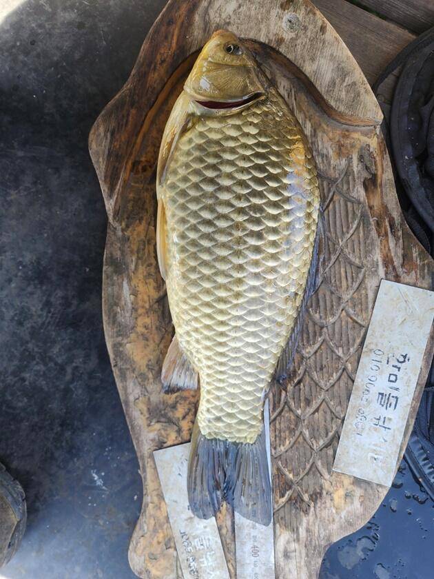 한버들 4 짜솔 38 cm화곡지 4 짜달천강 4 짜 (조황조행기 - 특파원조황)