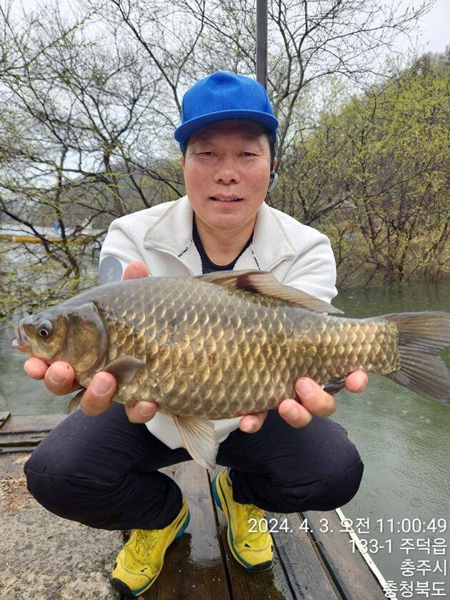 솔 45 cm37 cm36 cm화곡지 4 짜 조황 (조황조행기 - 특파원조황)