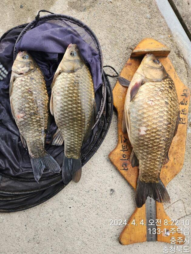 솔 45 cm37 cm36 cm화곡지 4 짜 조황 (조황조행기 - 특파원조황)