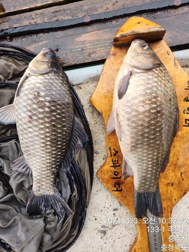 솔 45 cm37 cm36 cm화곡지 4 짜 조황 (조황조행기 - 특파원조황)
