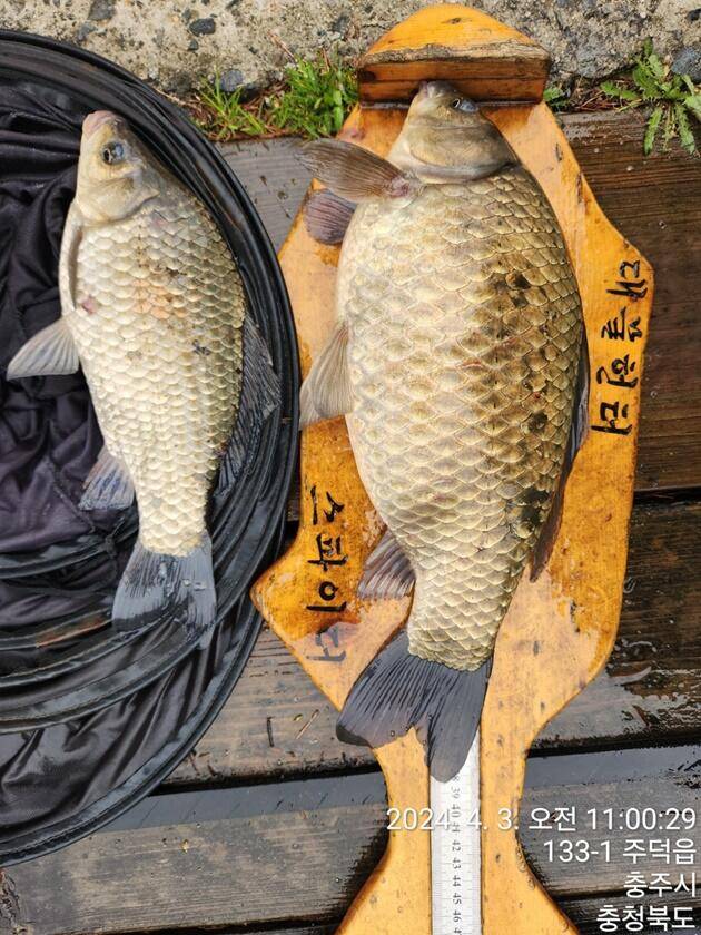 솔 45 cm37 cm36 cm화곡지 4 짜 조황 (조황조행기 - 특파원조황)