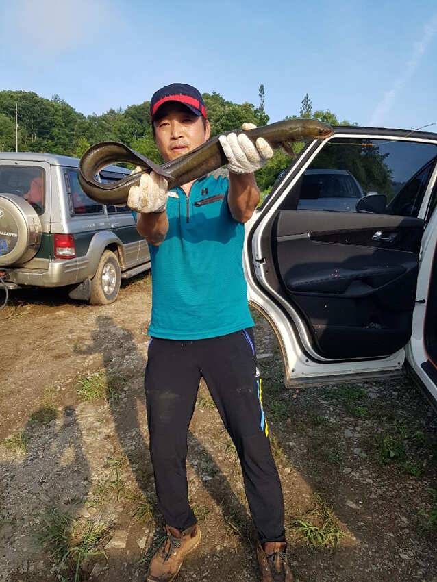 충주호 붕어도 호조황 장어도 19kg급 낚여 (조황조행기 - 특파원조황)