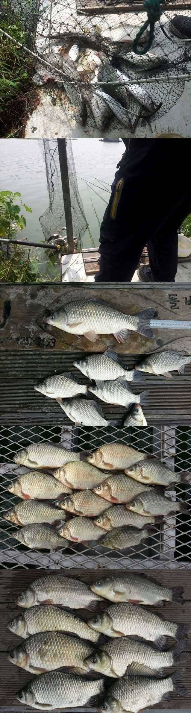 고삼지 주말 조황입니다 (조황조행기 - 특파원조황)