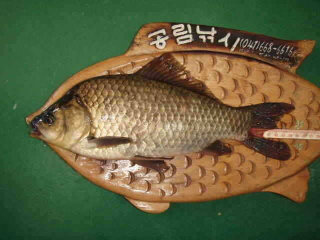 정당리 제방각지 오지소류지 팔봉수로 조황 (조황조행기 - 특파원조황)