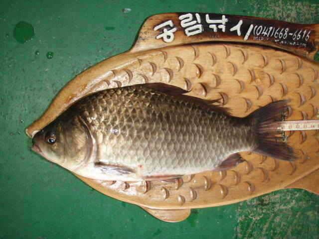 서산권 당율지조황 및 대산권 소류지조황 (조황조행기 - 특파원조황)