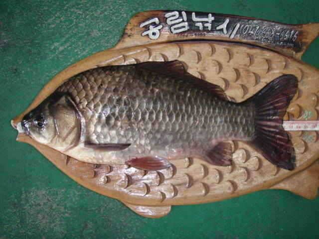 서산권 당율지조황 및 대산권 소류지조황 (조황조행기 - 특파원조황)