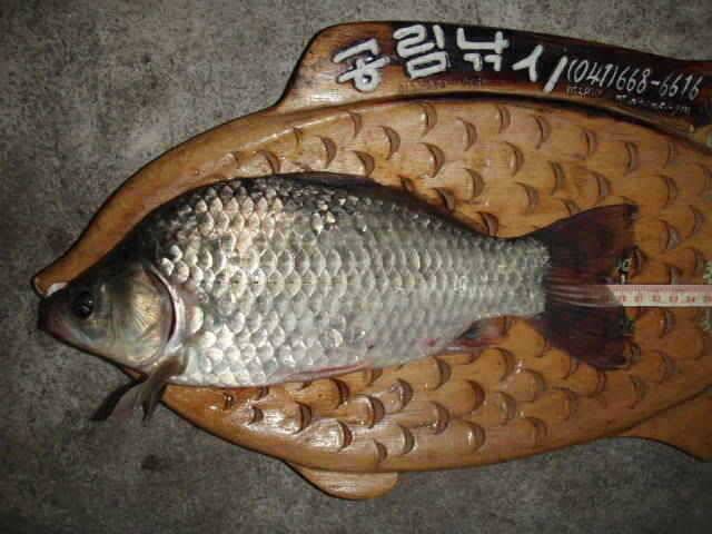 서산권 당율지조황 및 대산권 소류지조황 (조황조행기 - 특파원조황)