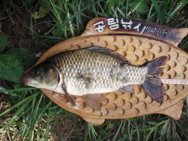 지산늪지 답사 및 당률지조황 (조황조행기 - 특파원조황)