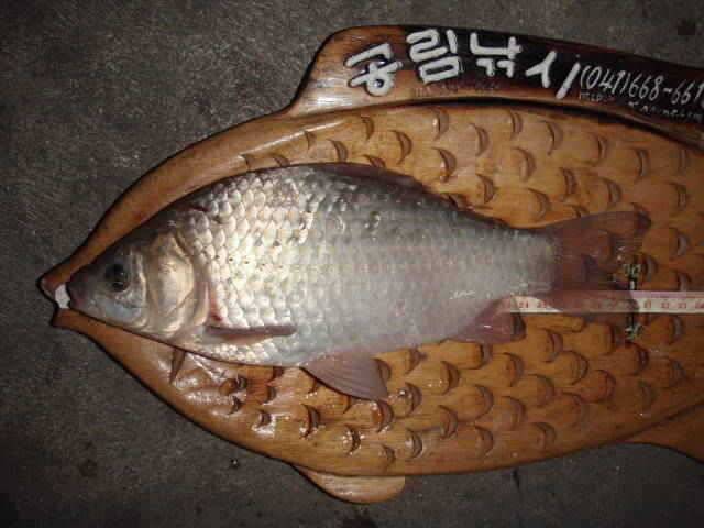 서산권 준월척조황 (조황조행기 - 특파원조황)