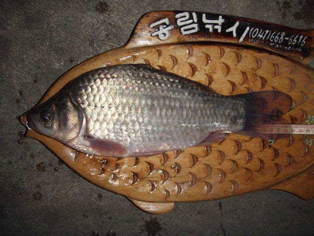서산권 준월척조황 (조황조행기 - 특파원조황)