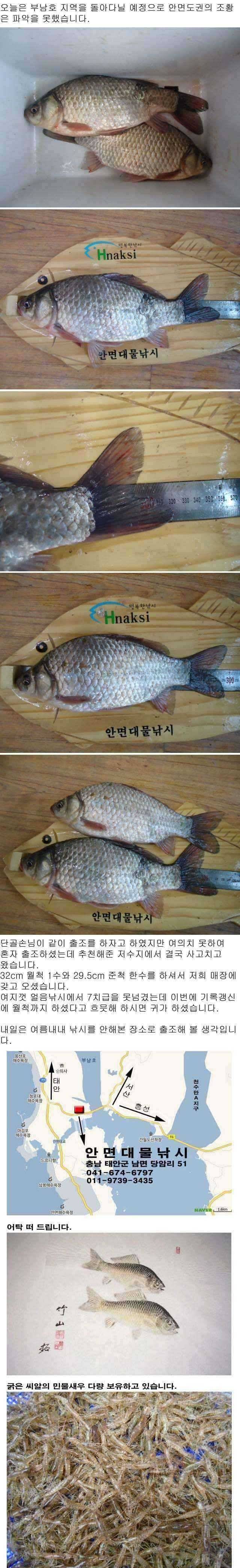안면도권 저수지 얼음낚시 화요일 조황 안내 (조황조행기 - 특파원조황)