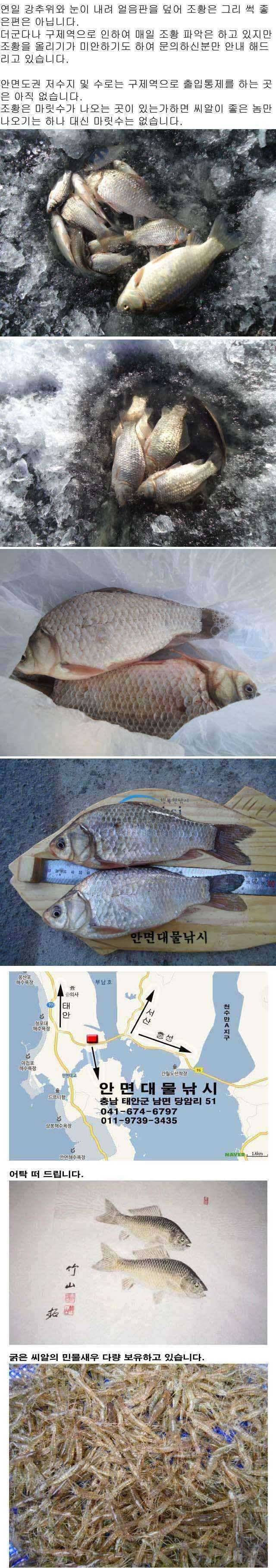 안면도권 저수지 얼음낚시 조황 안내 (조황조행기 - 특파원조황)