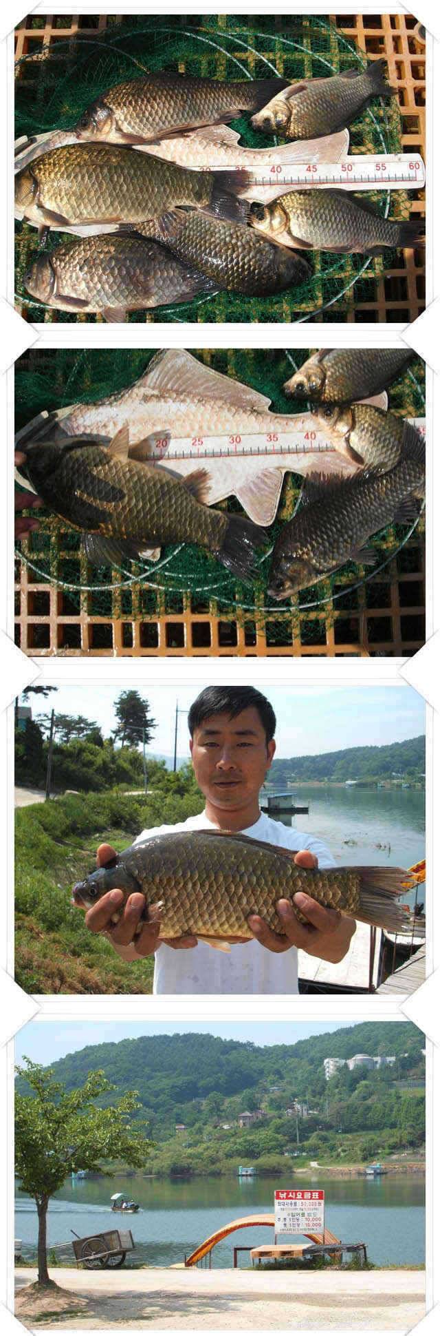 덕산지 토요일 덩어리들의 모습 (조황조행기 - 특파원조황)