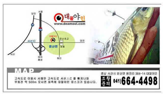 아름다운 용비지의 붕어들충남 서산 (조황조행기 - 특파원조황)